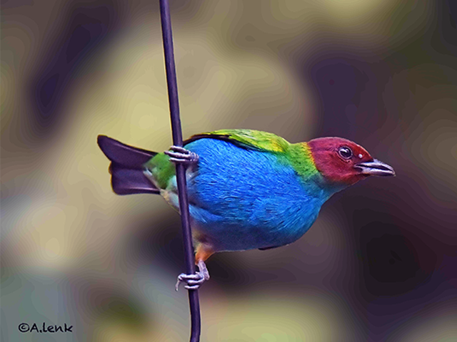Bay-headed Tanager by Alan Lenk